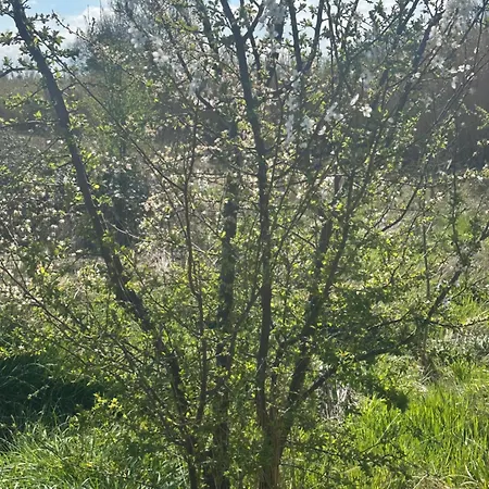 Ma Petite Chaumiere * Bouilhonnac